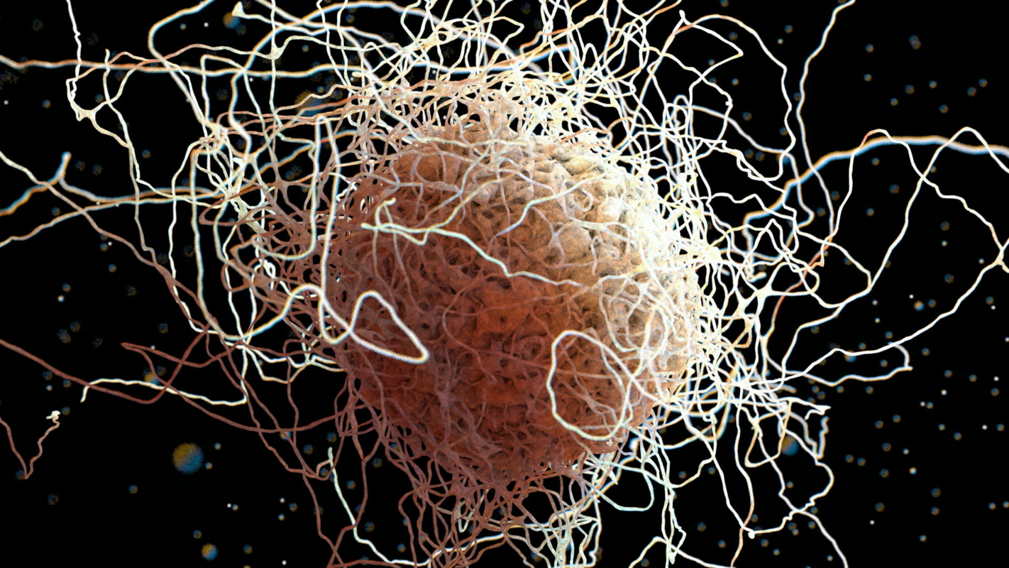 3d smooth cell macrophage