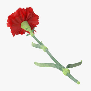 3d c4d single laying carnation -