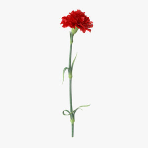 3d single standing carnation - model