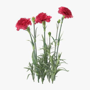 carnation natural group - 3d max