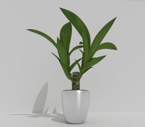 indoor pot plant 3d model