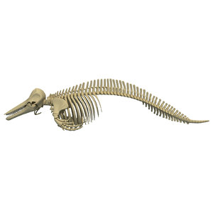 dolphin skeleton animal 3d max