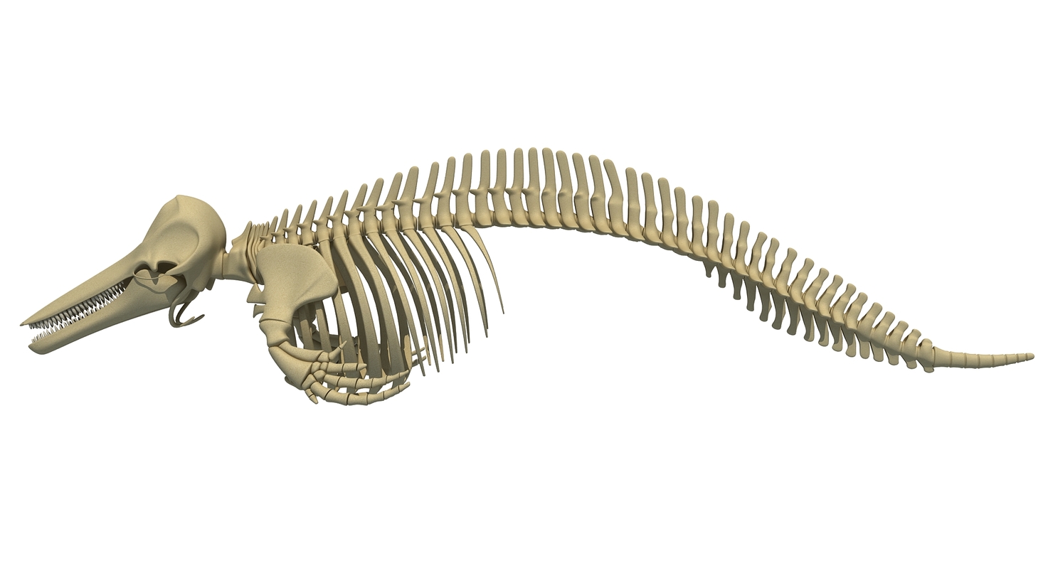 dolphin skeleton animal 3d max