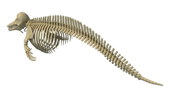 dolphin skeleton animal 3d max