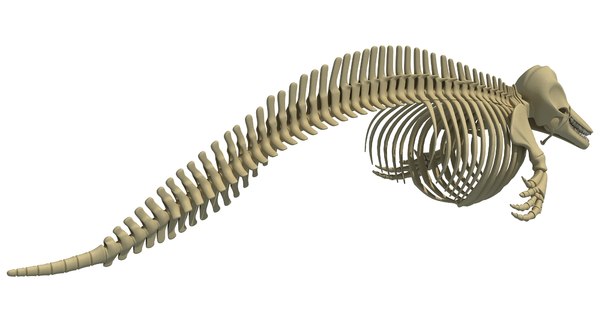 dolphin skeleton animal 3d max