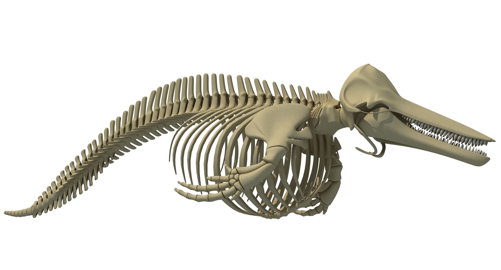 dolphin skeleton animal 3d max