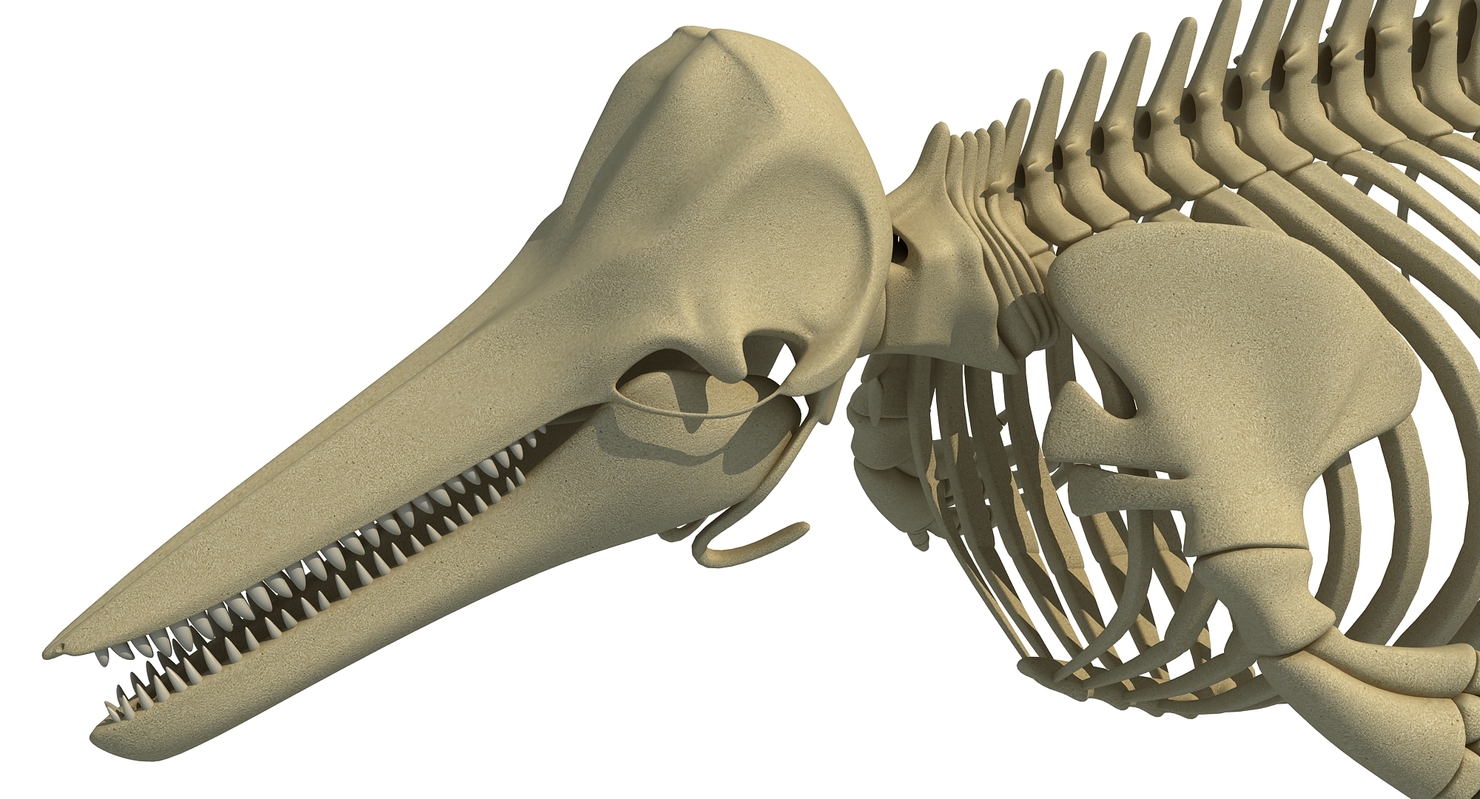 Dolphin Skeleton Animal 3d Max   Dolphin0010 66a1d78e 6031 4250 9210 9c2cbc58a3b0DefaultHQ 