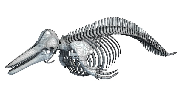 dolphin skeleton animal 3d max