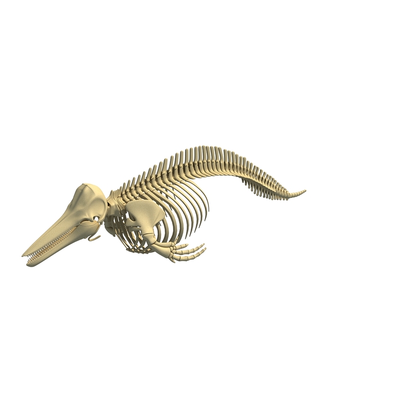 dolphin skeleton animal 3d max