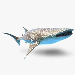 rigged whale shark 3d max