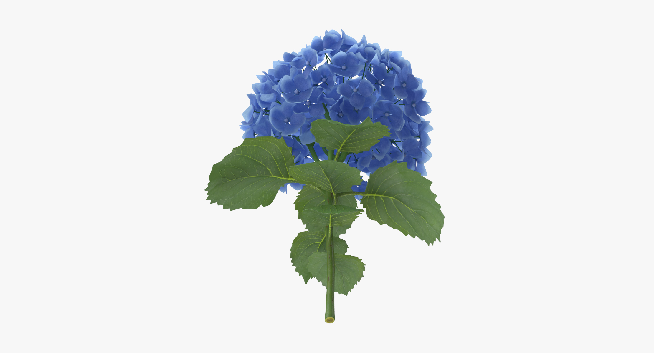 绣球花 - 单身3d模型