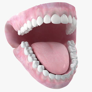 dentition anatomy medicine 3d model