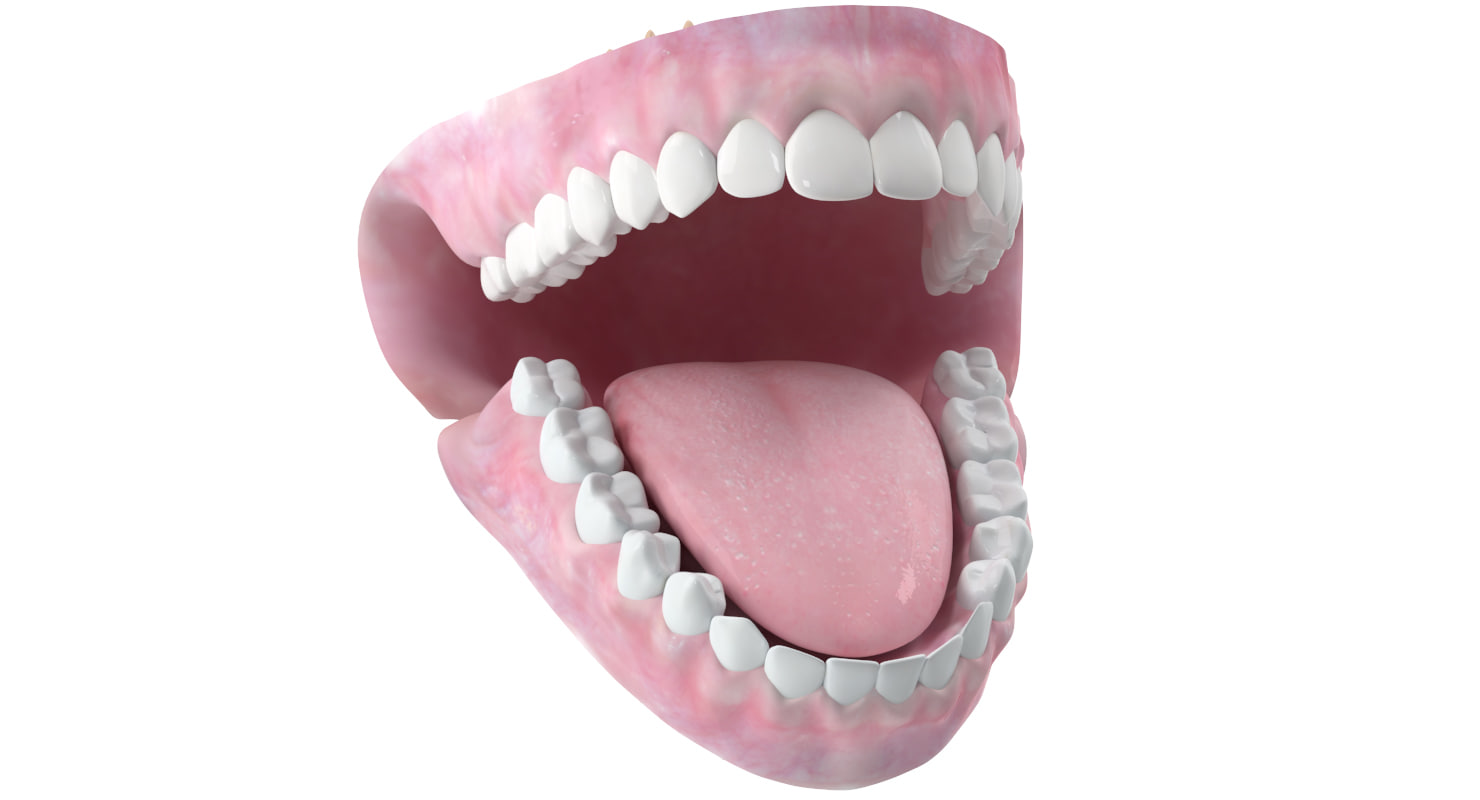 Dentition Anatomy Medicine 3d Model