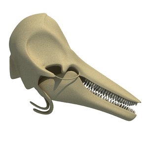 dolphin skull skeleton 3ds