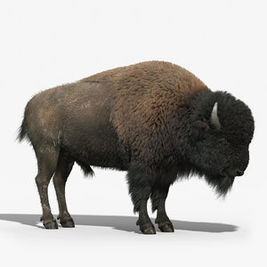 max american bison fur