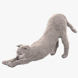 3d model of cat martyn