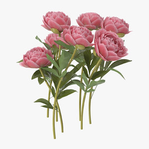 peony natural group - 3d model