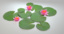 3d model water lily