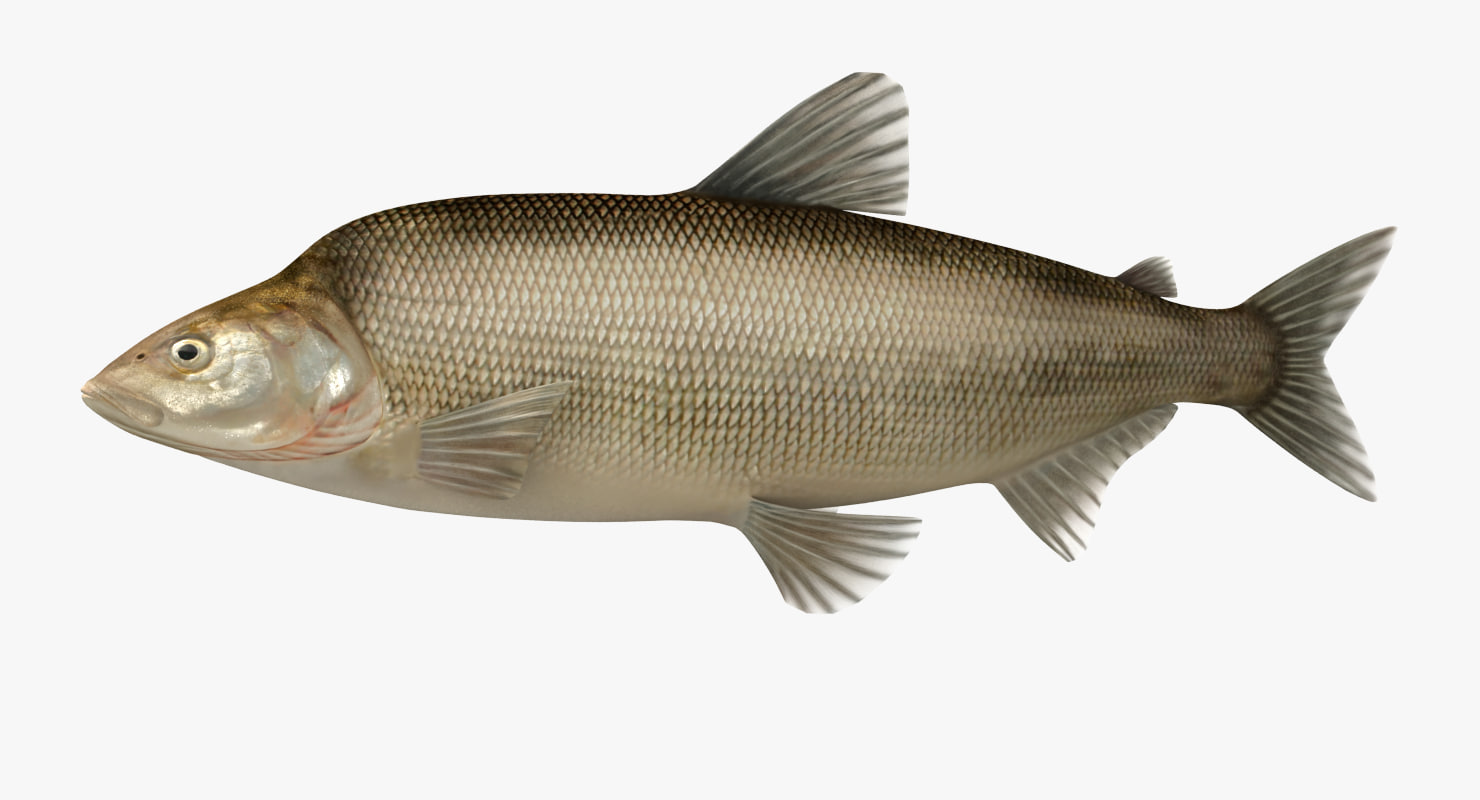 muksun fish animation max
