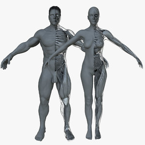 ultimate project combo female anatomy 3d ma