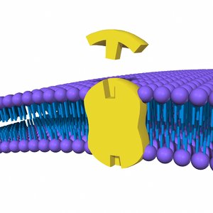 cell membrane 3d model