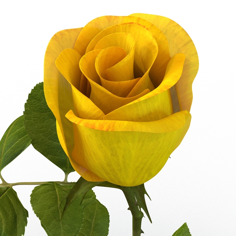 3d rose 2 yellow