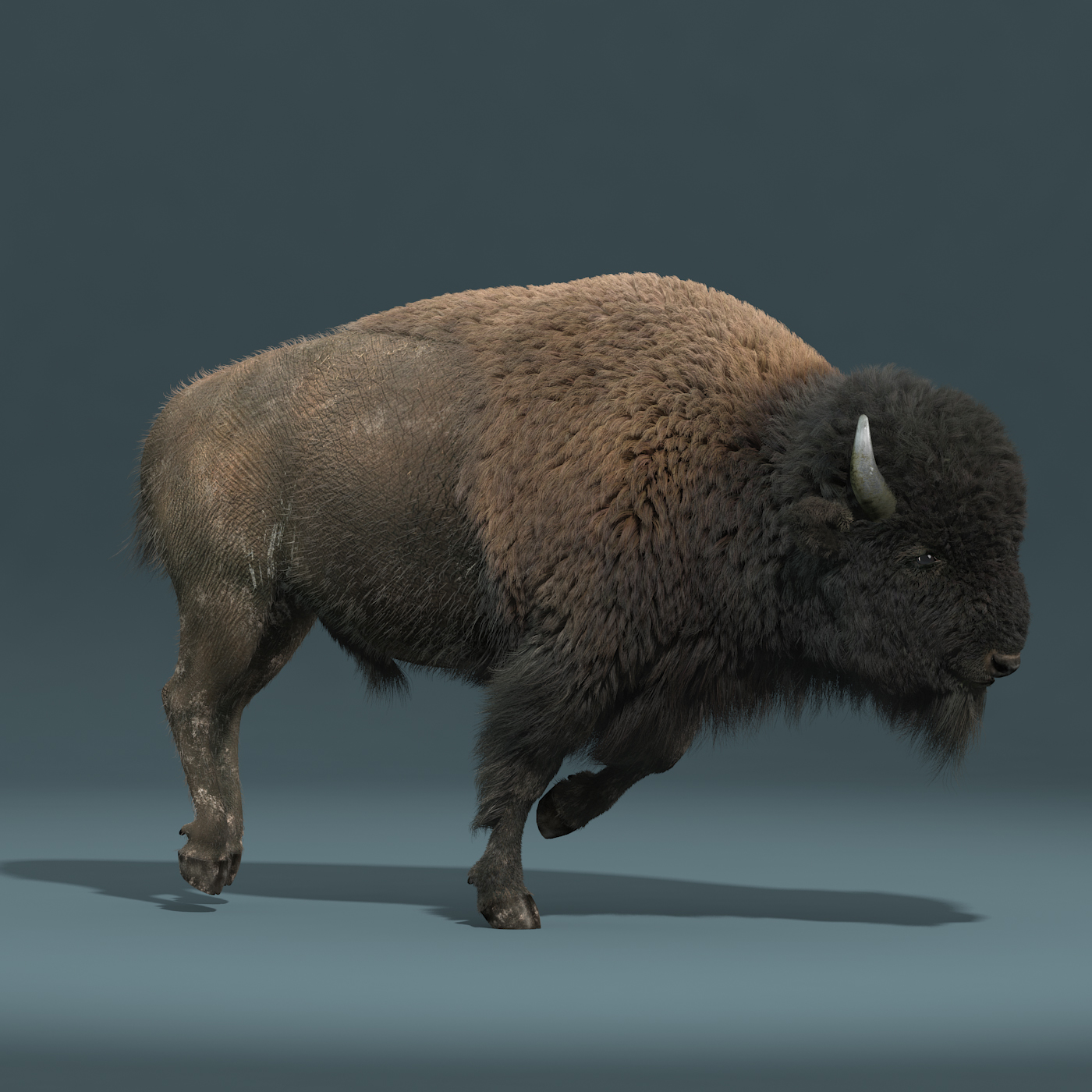 American Bison Fur Animation 3d Max