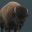 american bison fur animation 3d max