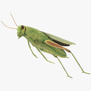 rigged grasshopper obj