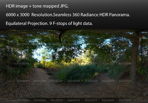 FOREST PATH FROM UNDER AN OAK TREE, 360 PANORAMA #510