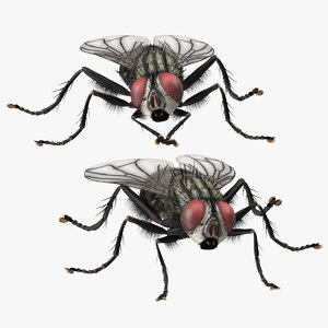3d model house fly poses
