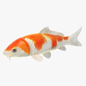3d model koi fish