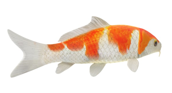 3d model koi fish