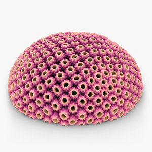 astreopora coral pink animation 3d model