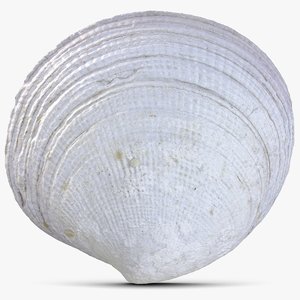 3d sea shell model