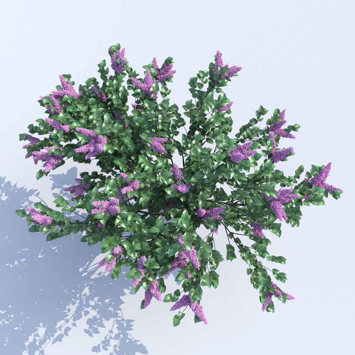 白色背景中突显的紫丁香花开的枝条 向量例证. 插画 包括有 花卉, 查出, 结构树, 开花, 本质, 空白 - 230240254
