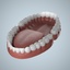 3d human jaws teeth gums model