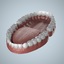3d human jaws teeth gums model
