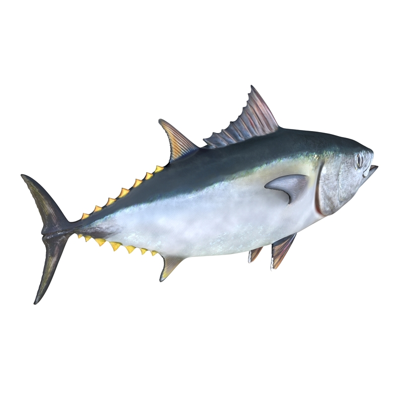 tuna fish 3d model