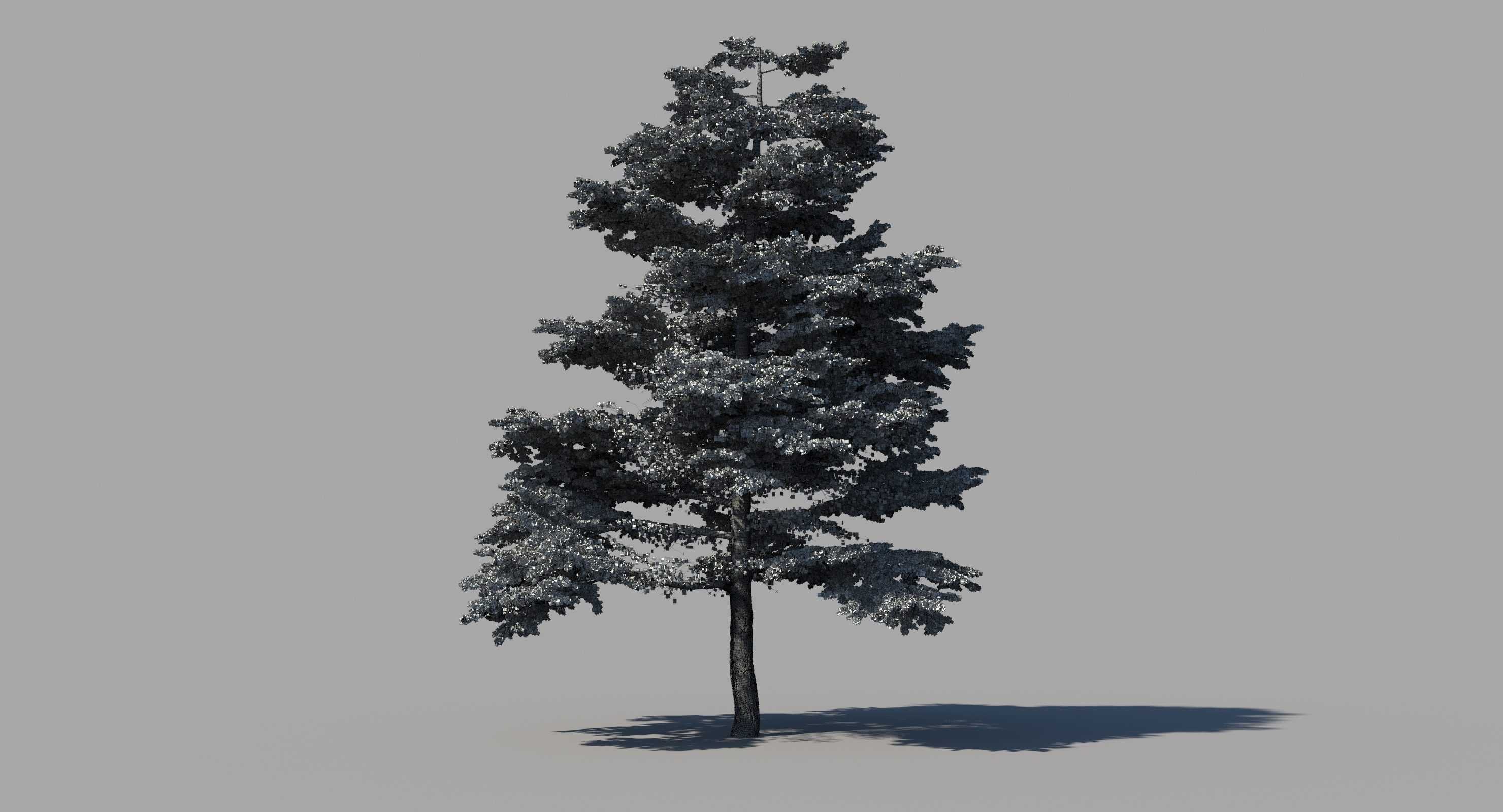 3d scan pine tree