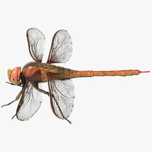 dragonfly arnold obj