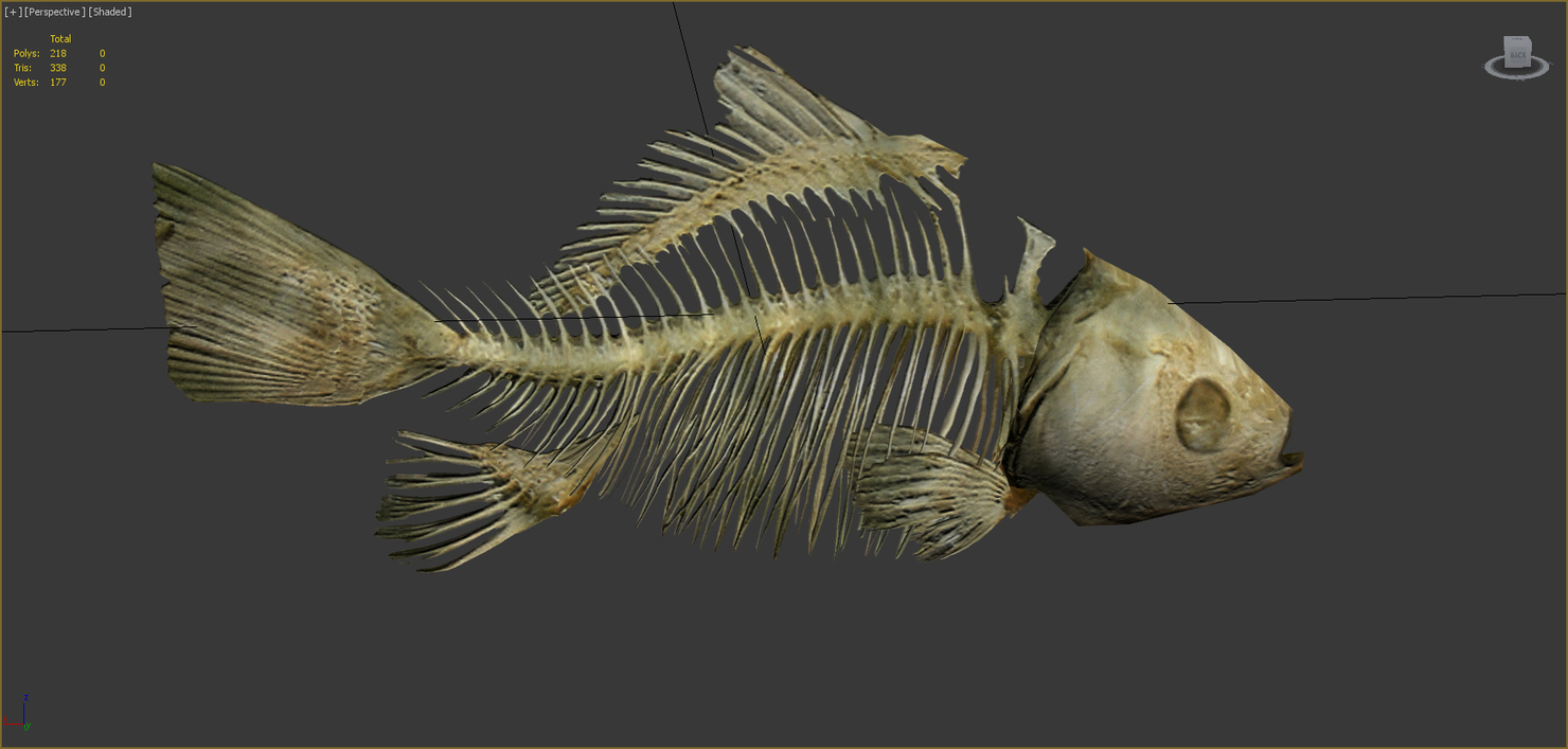 fish-skeleton-3d-model