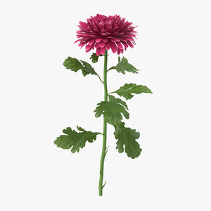 3d pink chrysanthemum standing - model