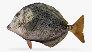 x yellowtail surgeonfish fish