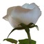 rose 3 white 3ds