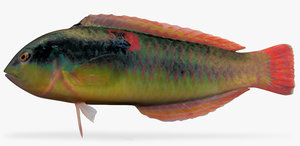 wounded wrasse 3d x