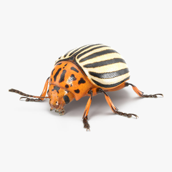 3d colorado potato beetle fur model