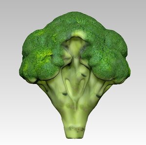 realistic broccoli 3d model