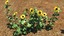 3d sunflower flower plant model