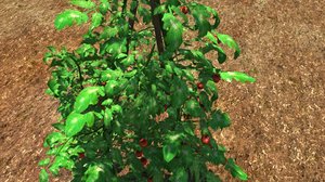 3d model tomato plant